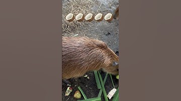 CAPIBARELO COCOSINI #capibara #grappig #muziek #giakhiemminhdan #dieren #dierentuin #grappig #sch...