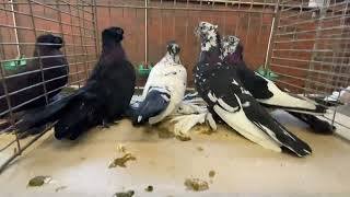 Голуби Tauben Pigeons  Cloppenburg Basar