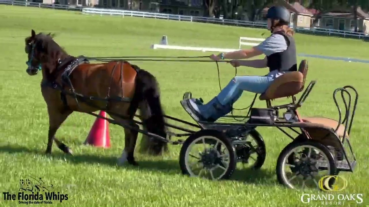 Florida Whips Carriage Driving Club Summer Youth Camp 2023 at the Grand Oaks Resort