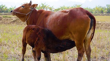 con bò và nhạc chế con bò - video con bò ăn cỏ vui nhộn