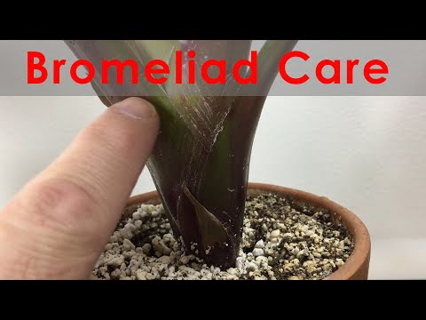 Video: Bromeliad Qapalı Bitkilər (25 şəkil): Ananas Və Bromeliad çiçəyi, Guzmaniya Və Digər Cins Və Növlər