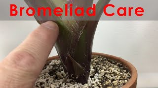 Bromeliad Propagation and Care Update with progression.  Keeping leaves clean and flowering.