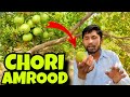 Chori k Amrood Toray Bhag sa | Rawal Tara Gariya