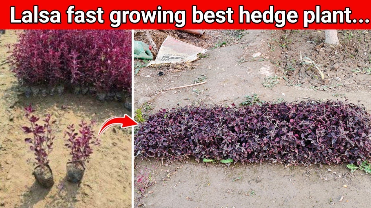 Lalsa hedge plant kaise lagaen full information || लाल बादशाह का हेज कैसे लगाएं 🌱