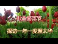 探访渥太华一年一度郁金香花节：从Dows湖滨出发，沿着伊丽莎白道，经Landsdown，过Flora桥，下Colonel By道，过Hartwells船闸，上Arboretum到农场花园。全程12公里