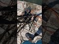 TRAPPED fish shows his teeth!#magnetjunkie #shorts #magnetfishing #fishing