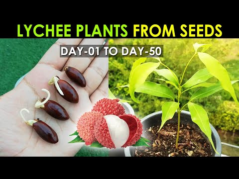 LYCHEE Plant Seed