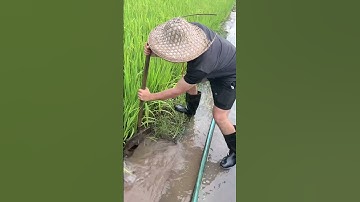 The process of making holes to channel water to the rice fields #shorts