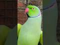 main tota main tota song hindi animal song Mitthu trending song #parrot #trending #song #maintota