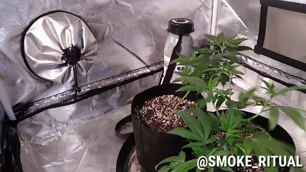 Easy simple small tent cannabis grow