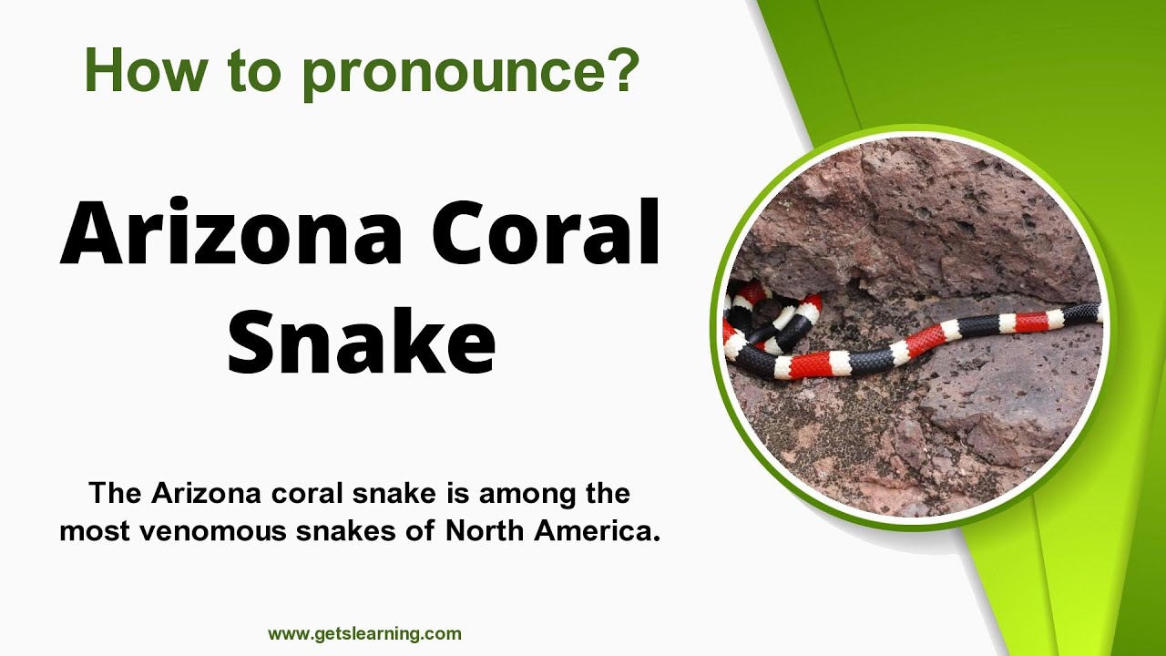 How to pronounce (Arizona Coral Snake) Correctly in English YouTube
