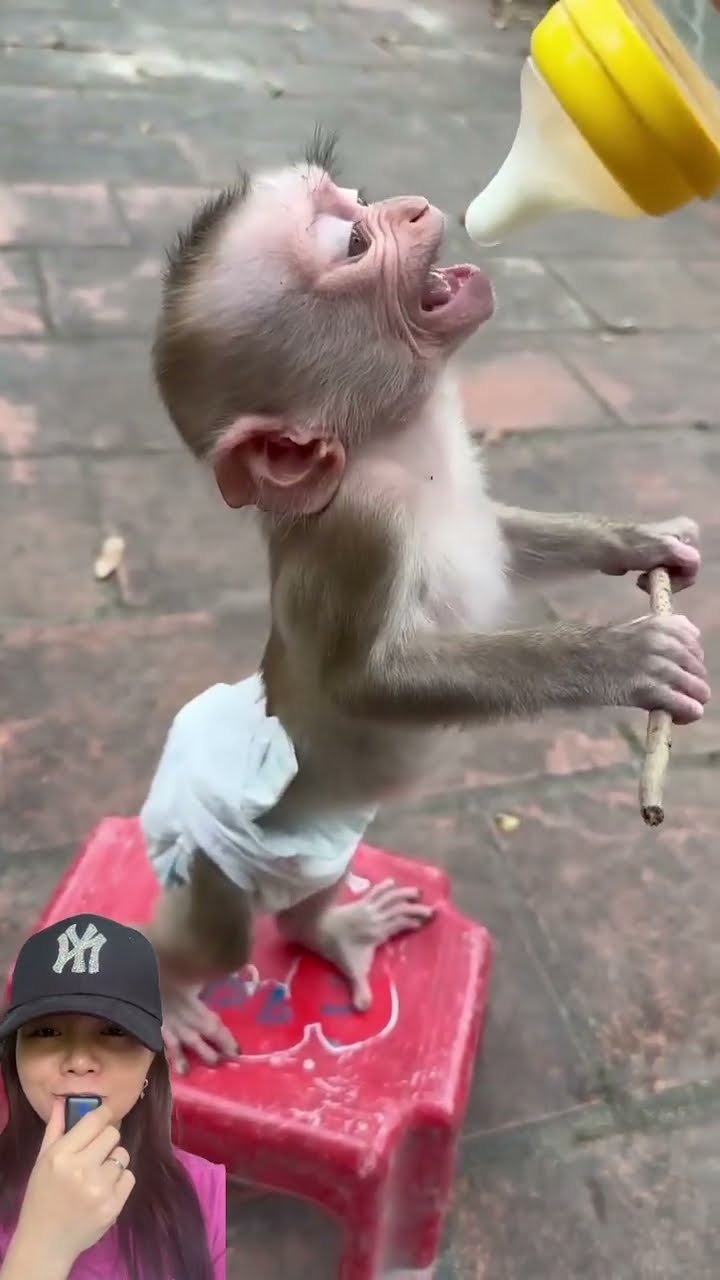 BAYIK MONY3T LUCU ⁉️SUKA MINUM SUSU ??