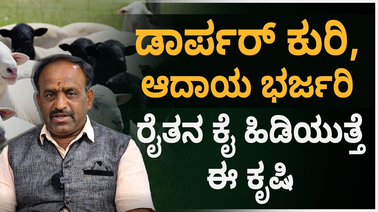 Dorper Sheep Farming Details in Kannada - How to Start Dorper Sheep Farming? Shesha