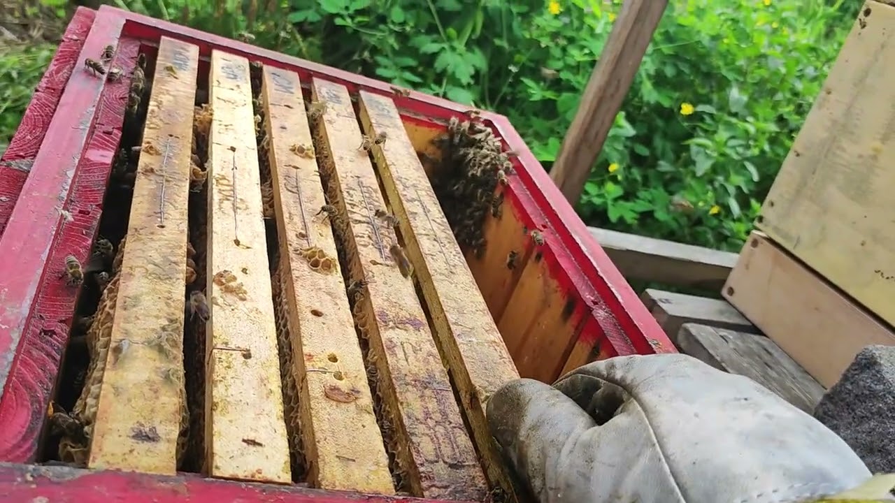 Vytváření oddělku včel bez matky a bez matečníku, tedy na divoko... Jednoduše.