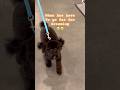 Even 2 hours away feels forever when your hooman is your whole world 🐶💛”#ytshorts#funny