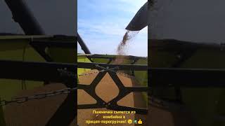 Перегрузка пшеницы из комбайна John Deere, в бункер-перегрузчик на ходу.