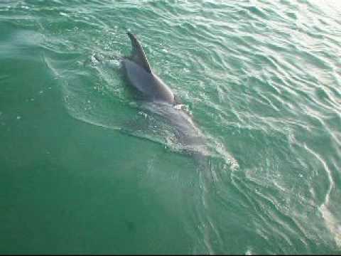 Extreme Fishing, key west, dolphin v mullet w/help