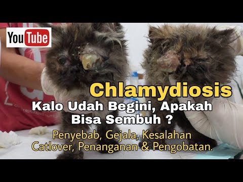 Video: Chlamydia Di Mata