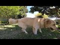 End of video