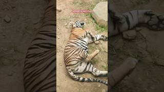 Berwisata Ke Kebun Binatang Semarang Zoo jalanjalan short