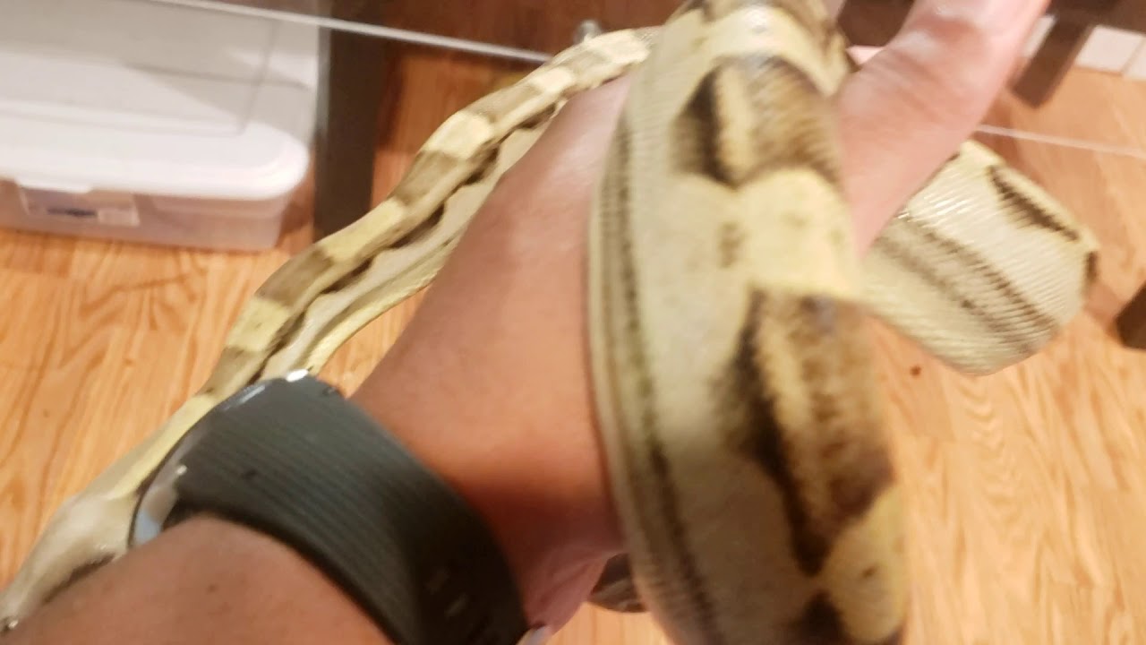 Jungle Motley Female