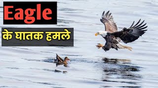 Eagle के सबसे खौफ़नाक हमले। Top 5 Eagle Attacks। Alpha Factz