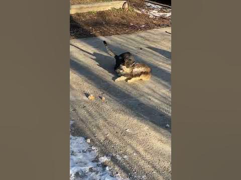 Fight tabby Cat bites neck of Maine coon Cat #catfight #cats #kittens # ...