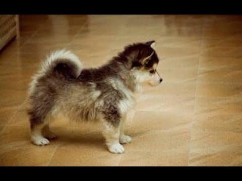 ポメラニアンとシベリアンハスキーも ミックス犬かわいい Pomeranian And Cute Mix Dog Such As A Siberian Husky Youtube