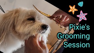 Lhasa Apso Puppy Full Grooming #dog #petgrooming