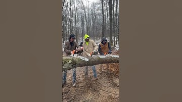 Stihl 500i vs Stihl 400c vs Stihl 291 #stihl #chainsawman #chainsaw #cuttingwood #madeingermany