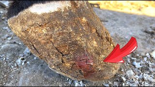 The donkey hoof is scarred! Bleeding by hoof nails, eaten by bugs!