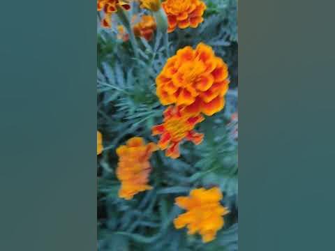 Неймовірні чорнобривці! Красиві квіти України! - YouTube