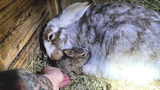 Ночное Чудо От Пуши. Родился Зайчонок Нарцисс