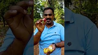 கேரளாவில் ஜாதிபத்திரி தோட்டம் | WFT Vlog