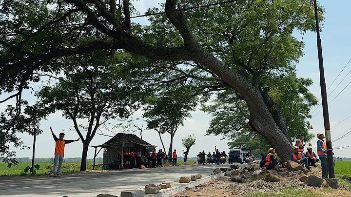 Very dangerous ‼️Cutting down trees across the middle of the highway.