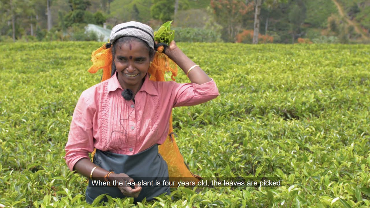 Thee - Zo duurzaam mogelijk voor mens en milieu