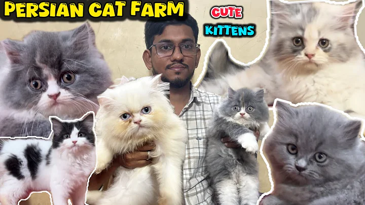 Video 11758841: persiancat cat kitten, kitten farming, doll face kitten, pets love