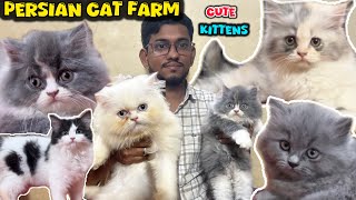 Cat Farm Chennai Persian Cat Kittens Pets Love Doll Face Kittens Cat Love