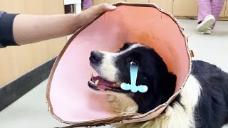 “So Moved That I Want To Cry”Stray Dog With Bloody Stool Is In Bad Health And Probably Feels Distres by Paw Shelter 1,121 views 2 days ago 8 minutes, 47 seconds