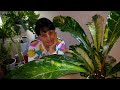 #Мои_комнатные_растения_2021 //  Как цветёт Антуриум вариегатный // Мои растения