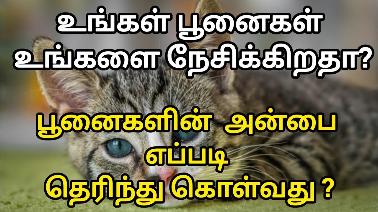 பூனைகளின் அன்பை எப்படி தெரிந்து கொள்வது?How Do Cats Show Love to Humans?