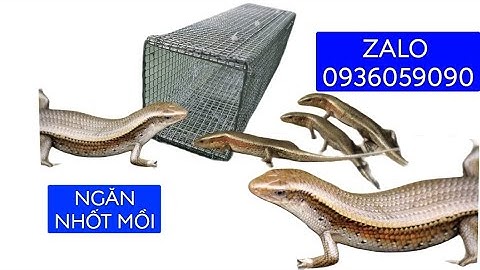 Bán lồng bẫy rắn mối có ngăn nhốt mồi. Bán lồng bẫy rắn mối chất lượng chống rỉ sét lưới lỗ 5 li..