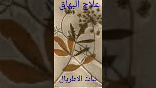 فوائد نبات رجل الغراب لعلاج البهاق