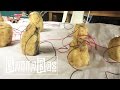 Alabi Olushola Generates Electricity With Potatoes | Watch