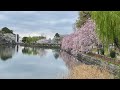 Sakura Viewing At Meijo Park Sakura 
