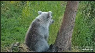 Explore.org RF Bear 677 And Gorgeous Cub At The Riffles Excellent Close Ups Of Gorgeous JR 🥰🥰