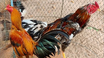 mus saib txiv ntxawm lawv li qaib phaj maj txuam qaib thaib