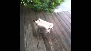 Mia And Lilly Fighting - Jack Russell Vs Jackchi