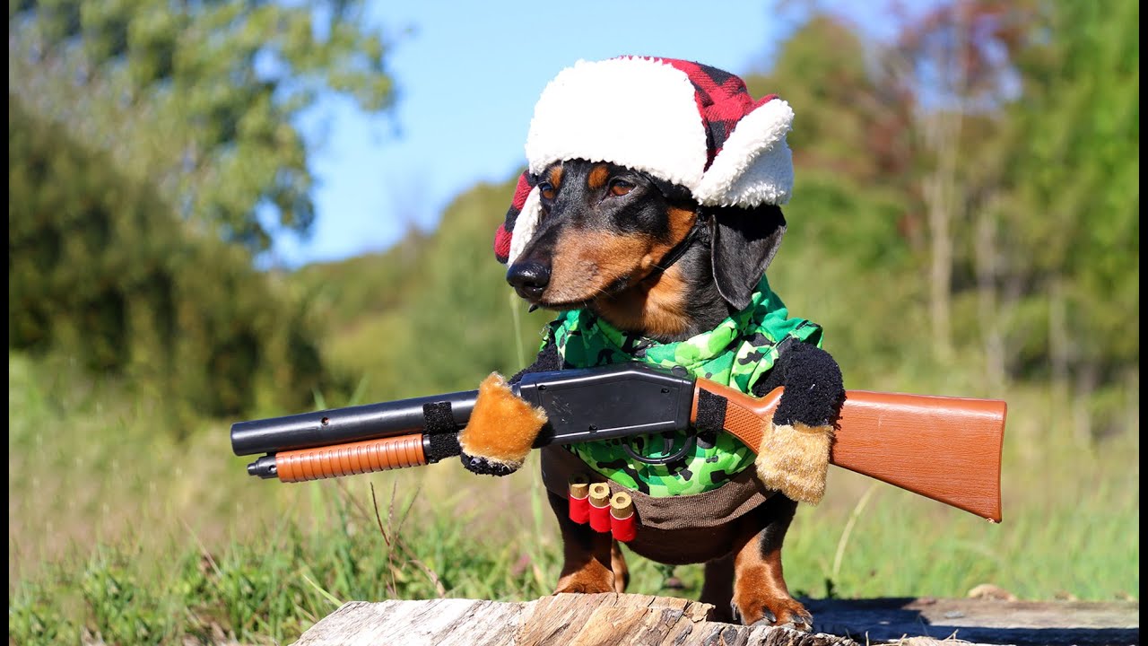 Oakley the Dachshund Goes DUCK HUNTING (Cute Dog Hunting
