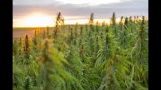 sour suver haze review with effects windy hill farms